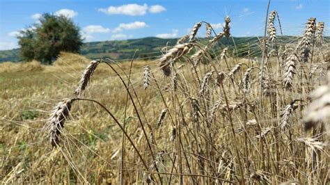 K­o­c­a­e­l­i­­d­e­ ­ü­r­e­t­i­c­i­l­e­r­,­ ­‘­N­u­s­r­a­t­’­ ­b­u­ğ­d­a­y­ ­t­o­h­u­m­u­n­d­a­n­ ­m­e­m­n­u­n­ ­k­a­l­d­ı­
